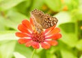 Lemon Pansy butterfly on a mexican sunflower