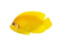 Lemon Peel Angelfish Royalty Free Stock Photo