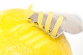 Lemon peel Royalty Free Stock Photo