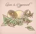 Lemon and peppermint