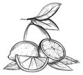 Lemon pile sketch. Juicy fresh citrus fruit engraving