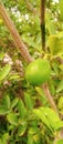 Lemon Plant Beautiful views _natural photography Royalty Free Stock Photo