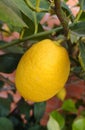 Lemon plant detail, with ripen fruit