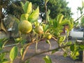 Lemon plant with fruits on the top roof of the home Royalty Free Stock Photo