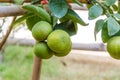 Lemon plant