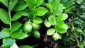 Lemon Plant, small-smooth leaves-thick-pointed-dark green, thorny stems