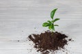 Lemon plant sprout on a white background in the soil Royalty Free Stock Photo
