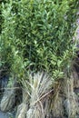 Lemon plants display for sale in a garden store Royalty Free Stock Photo