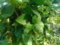 lemon plants that have been fruitful and bushy Royalty Free Stock Photo