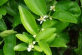 Lemon plants, white flowers, green leaves Royalty Free Stock Photo