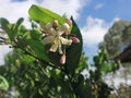 Lemon ponderosa flowers ready to become fruit Royalty Free Stock Photo