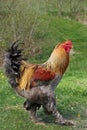 Lemon Pyle Brahma Rooster