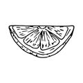 Lemon quarter slice isolated on white background. Hand drawn vector sketch illustration in doodle outline style. Concept of fresh