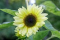 Lemon Queen Sunflower in Bloom