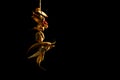 Lemon and red Chilies tied with thread and tied for hanging on doors isolated on black background with copy space for text