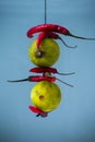 Lemon and red Chilli hanging