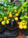 Lemon. Ripe Lemons hanging on a lemon tree.