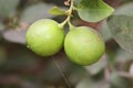 Lemon. Ripe Lemons hanging on tree. Growing Lemon.Fresh green citrus growing in the tree