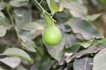 Lemon. Ripe Lemons hanging on tree. Growing Lemon.Green organic lime citrus fruit hanging on tree in nature background Royalty Free Stock Photo