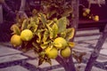 Lemon. Ripe Lemons hanging on tree.