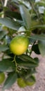 A lemon ripening in a busy field