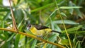 Lemon-rumped tanager in bamboo