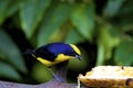 Lemon-rumped Tanager 843609