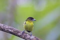 Lemon-rumped Tanager Female 844181