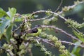 Lemon-rumped Tanager Female 843649