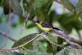 Lemon-rumped Tanager Female 844055