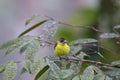 Lemon-rumped Tanager Female 844262