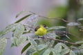 Lemon-rumped Tanager Female 844264