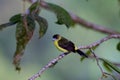 Lemon-rumped Tanager Female 844057