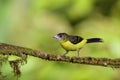 Lemon-rumped Tanager Female 844069