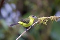 Lemon-rumped Tanager Female 844266