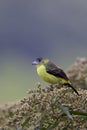 Lemon-rumped Tanager Female 843744