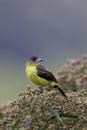 Lemon-rumped Tanager Female 843748