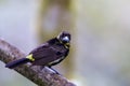 Lemon-rumped Tanager Immature 844148