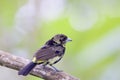 Lemon-rumped Tanager Juvenile 844142