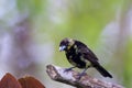 Lemon-rumped Tanager Juvenile 844143