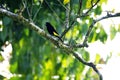 Lemon-rumped tanager