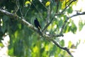 Lemon-rumped tanager