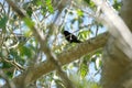 Lemon-rumped tanager