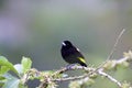 Lemon-rumped Tanager 843729