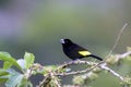 Lemon-rumped Tanager 843721