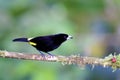 Lemon-rumped Tanager 844067