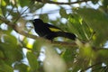 Lemon-rumped tanager