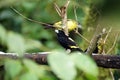 Lemon-rumped tanagers on a branch