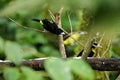 Lemon-rumped tanagers on a branch Royalty Free Stock Photo