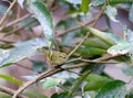 lemon-rumped warbler